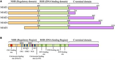 Revisiting the Concept of Targeting NFAT to Control T Cell Immunity and Autoimmune Diseases